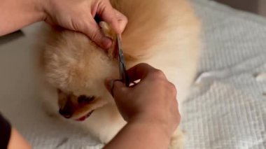 Haircut of Pomeranian dog ears grooming, Pomeranian Spitz Care, Pet Grooming Mastery