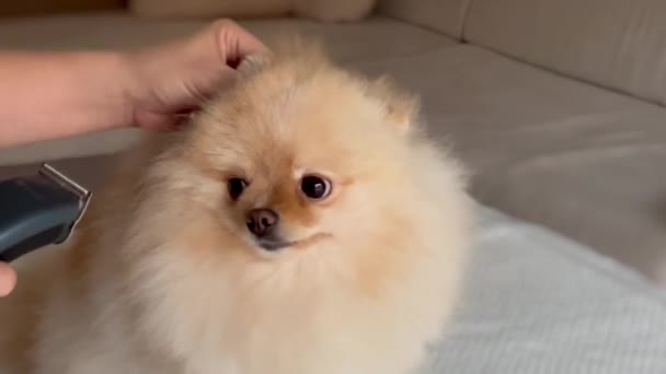 Haircut Pomeranian Dog Ears Grooming Pomeranian Spitz Care Péče Domácí — Stock video