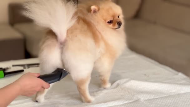 Kapsel Met Trimmer Van Pomeranian Hondenverzorging Pomeranian Spitz Care Pet — Stockvideo