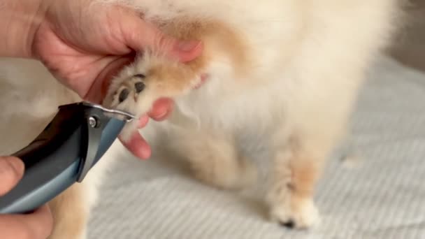 Περικοπή Των Ποδιών Pomeranian Σκυλί Dog Grooming Απαραίτητα — Αρχείο Βίντεο