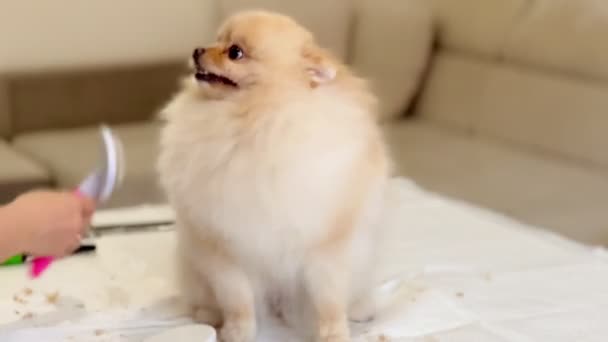 Woman Combing Brushing Pet Hair Hygienic Procedures Domestic Pets Pomeranian — Stockvideo