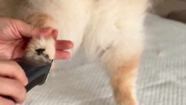 Corte Cabelo Patas Cão Pomerânia Maestria Pet Grooming — Vídeo de Stock