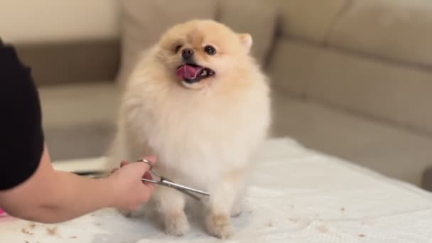快乐可爱的白色波美拉尼亚犬在家里被打扮 专业的关心狗 格罗默的手用剪刀 波美拉尼亚斯皮茨护理 — 图库视频影像