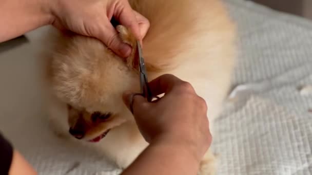 波美拉尼亚犬耳朵整形理发 波美拉尼亚斯皮茨护理 宠物整形大师 — 图库视频影像