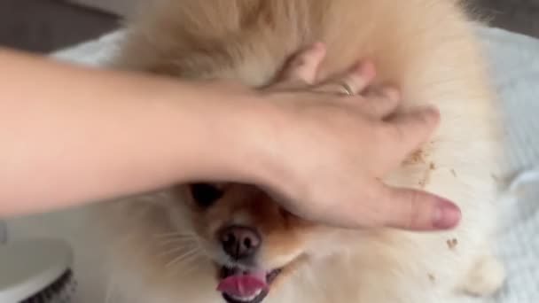 波美拉尼亚犬耳朵整形理发 波美拉尼亚斯皮茨护理 宠物整形大师 — 图库视频影像