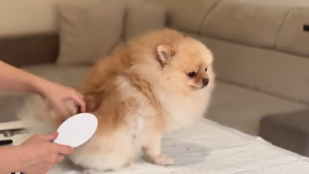 Peinar Piel Del Perro Con Acondicionador Pomeranian Spitz Care Dog — Vídeos de Stock