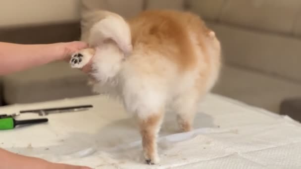 Haircut Trimmer Pomeranian Dog Grooming Pomeranian Spitz Care Pet Grooming — Αρχείο Βίντεο