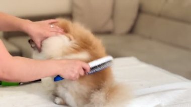 Köpeğin tüyleri, Pomeranya Spitz Bakımı, Köpek Bakımı