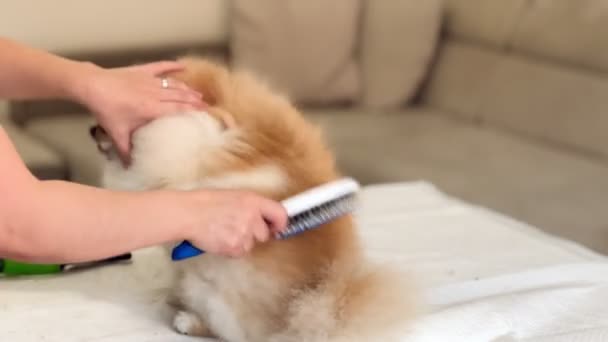 Combing Dog Fur Pomeranian Spitz Care Dog Grooming Essentials — Wideo stockowe