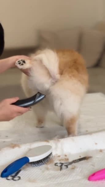 Péče Vlasy Stříhání Čištění Ořezávání Pomeranian Spitz — Stock video