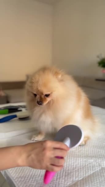 Péče Vlasy Stříhání Čištění Ořezávání Pomeranian Spitz — Stock video