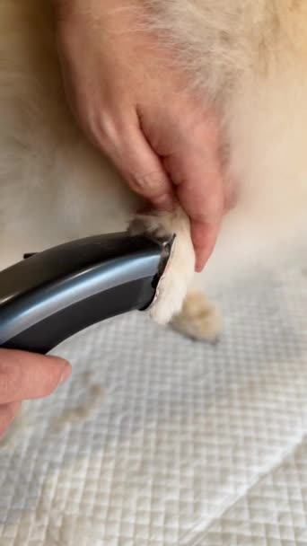 Grooming Haircut Brushing Trimming Pomeranian Spitz — 비디오