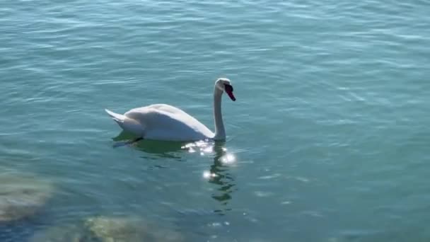 Cisne Branco Nadando Azul Água Azul Turquesa — Vídeo de Stock