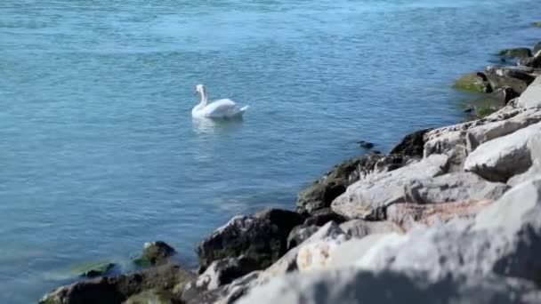 Λευκό Swan Κολύμπι Μπλε Τυρκουάζ Νερό — Αρχείο Βίντεο