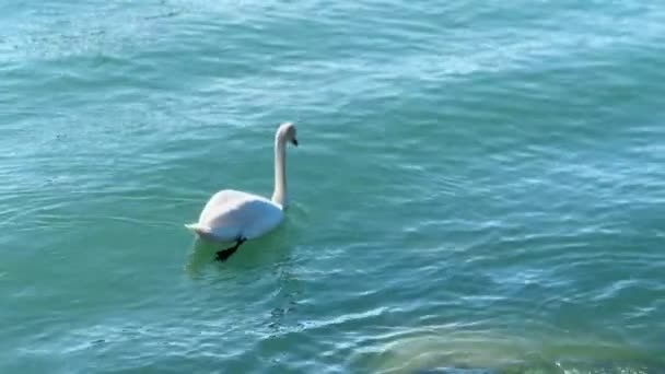 白天鹅在碧绿碧水中游泳 — 图库视频影像