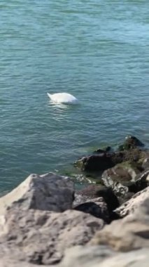 Mavi yüzen Beyaz Kuğu, Turkuaz Su, güneşli bir gün