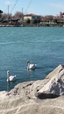 Mavi 'de yüzen iki Beyaz Kuğu, Turkuaz Suyu, kayalık kıyı şeridi 