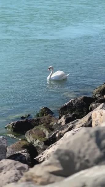 Cisne Blanco Nadando Azul Agua Turquesa Día Soleado — Vídeos de Stock