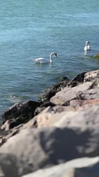 Dois Cisnes Brancos Nadando Azul Água Azul Turquesa Costa Rochosa — Vídeo de Stock