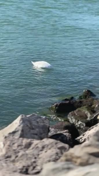 Cisne Branco Nadando Azul Água Azul Turquesa Dia Ensolarado — Vídeo de Stock