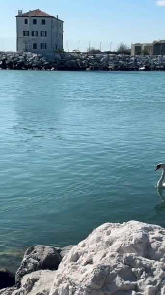 Two White Swans Swimming Blue Turquoise Water Rocky Shoreline — Stock Video