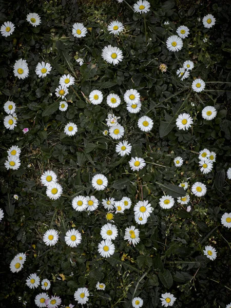 stock image A close up of a flower, daisy flower. High quality photo