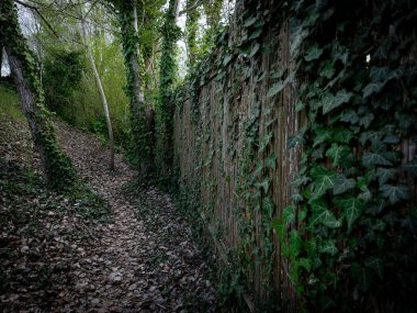 Karanlık ormandaki eski çitler. Yüksek kalite fotoğraf