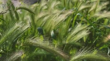 Yeşil Tarlalarda Rüzgar Esintisi, Çimenler, yaklaşın. Yüksek kalite 4k görüntü