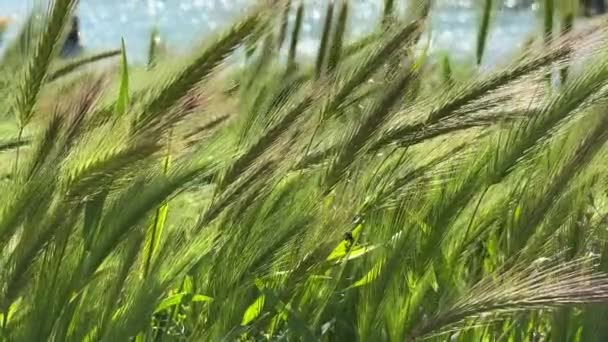 Blaas Wind Groene Velden Gras Sluit Hoge Kwaliteit Beeldmateriaal — Stockvideo