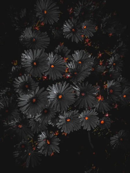 Black Flowers on the Ground dark Background. High quality photo