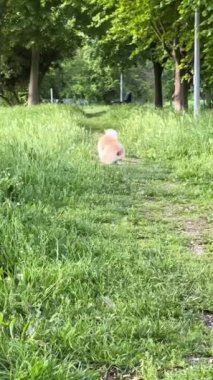 Çimenlerde Koşan Pomeranya Köpeği, Parkta Yürümek, Hayvan Bakımı. Yüksek kaliteli FullHD görüntüler