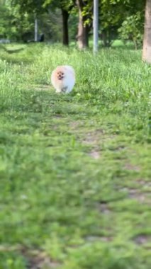 Çimenlerde Koşan Pomeranya Köpeği, Parkta Yürümek, Hayvan Bakımı. Yüksek kaliteli FullHD görüntüler