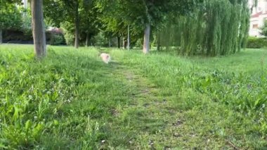 Çimenlerde Koşan Pomeranya Köpeği, Parkta Yürümek, Hayvan Bakımı. Yüksek kaliteli FullHD görüntüler