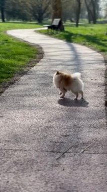 Çimenlerde Koşan Pomeranya Köpeği, Parkta Yürümek, Hayvan Bakımı. Yüksek kaliteli FullHD görüntüler