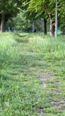 Çimenlerde Koşan Pomeranya Köpeği, Parkta Yürümek, Hayvan Bakımı. Yüksek kaliteli FullHD görüntüler