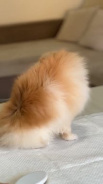 Pomeranya hayvan bakımı, köpek bakımı, saç kurutma, tarama. Yüksek kaliteli FullHD görüntüler