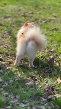 Çimenlerde Koşan Pomeranya Köpeği, Parkta Yürümek, Hayvan Bakımı. Yüksek kaliteli FullHD görüntüler