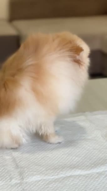 Pomeranian Pet Care Dog Grooming Secagem Por Sopro Pentear Imagens — Vídeo de Stock