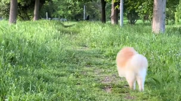 Pomeranian Dog Running Grass Walking Park Pet Care Inglês Imagens — Vídeo de Stock