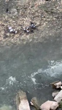  Uçan Güvercinlerle Kükreyen Güçlü Nehir, Doğa Sahnesi. Yüksek kaliteli FullHD görüntüler