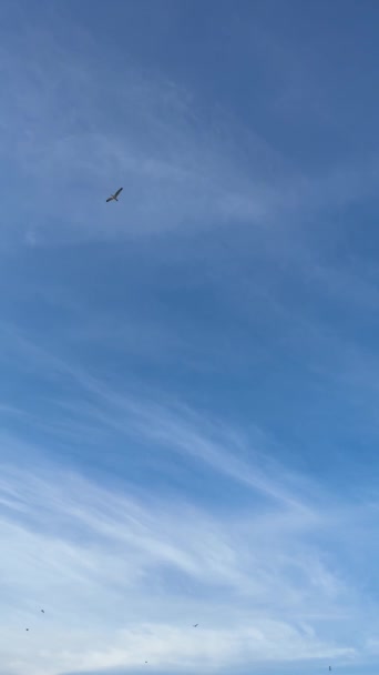Летающие Чайки Фоне Голубого Неба Высококачественные Fullhd Кадры — стоковое видео