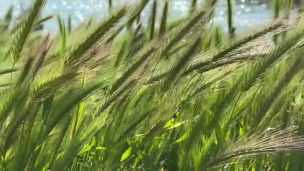 Soplando Viento Los Campos Verdes Hierba Cerca Imágenes Alta Calidad — Vídeo de stock