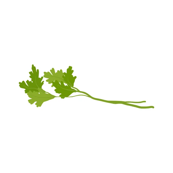 Cilantro Aromathérapie Herbes Pour Collecte Des Huiles Essentielles Feuilles Branche — Image vectorielle