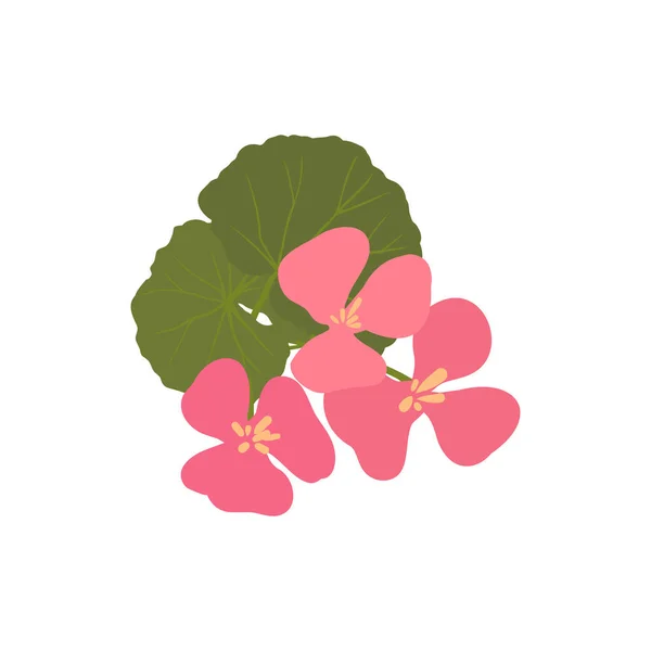 Geranium Aromaterapi Bitkileri Gerekli Yağ Koleksiyonu Için Doğa Dalı Yaprakları — Stok Vektör