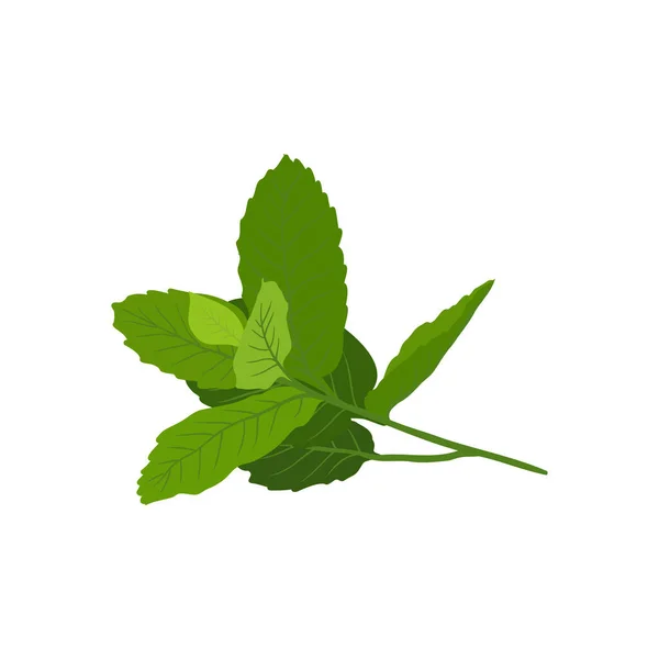 Hierbas Aromaterapia Para Colección Aceites Esenciales Naturaleza Hojas Rama Menta — Vector de stock