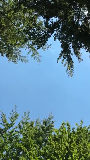 Rüzgar Ağaç Tepesi Yaprağı Açık Mavi Gökyüzü Arkaplanı Yüksek Kaliteli — Stok video