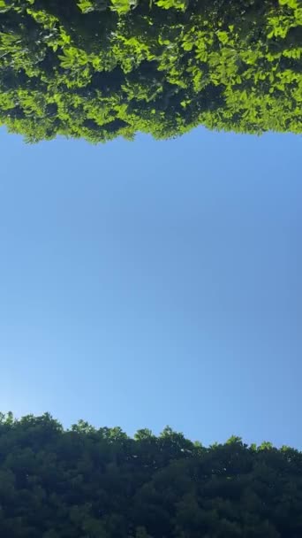 風が木の上の葉 澄んだ青い空の背景吹いて 高品質のフルHd映像 — ストック動画