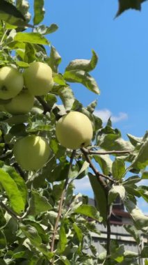 Elma ağacı. Güneş ışınları. Yüksek kaliteli FullHD görüntüler