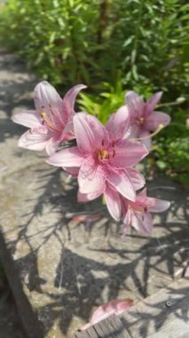 Pembe çiçekler. Ev bahçesi. Rüzgâr. Yüksek kaliteli FullHD görüntüler