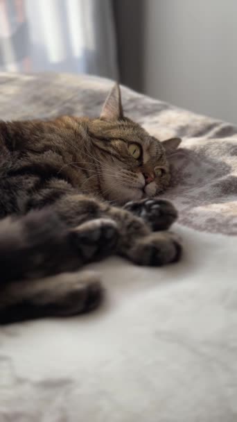 Lindo Gato Doméstico Está Durmiendo Roncando Mascotas Imágenes Fullhd Alta — Vídeos de Stock